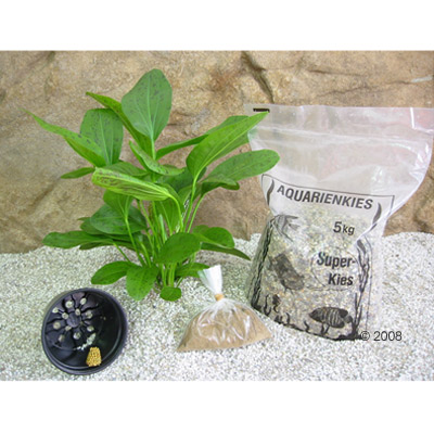 moederplanten set  echinodorus ozelot groen     1 set