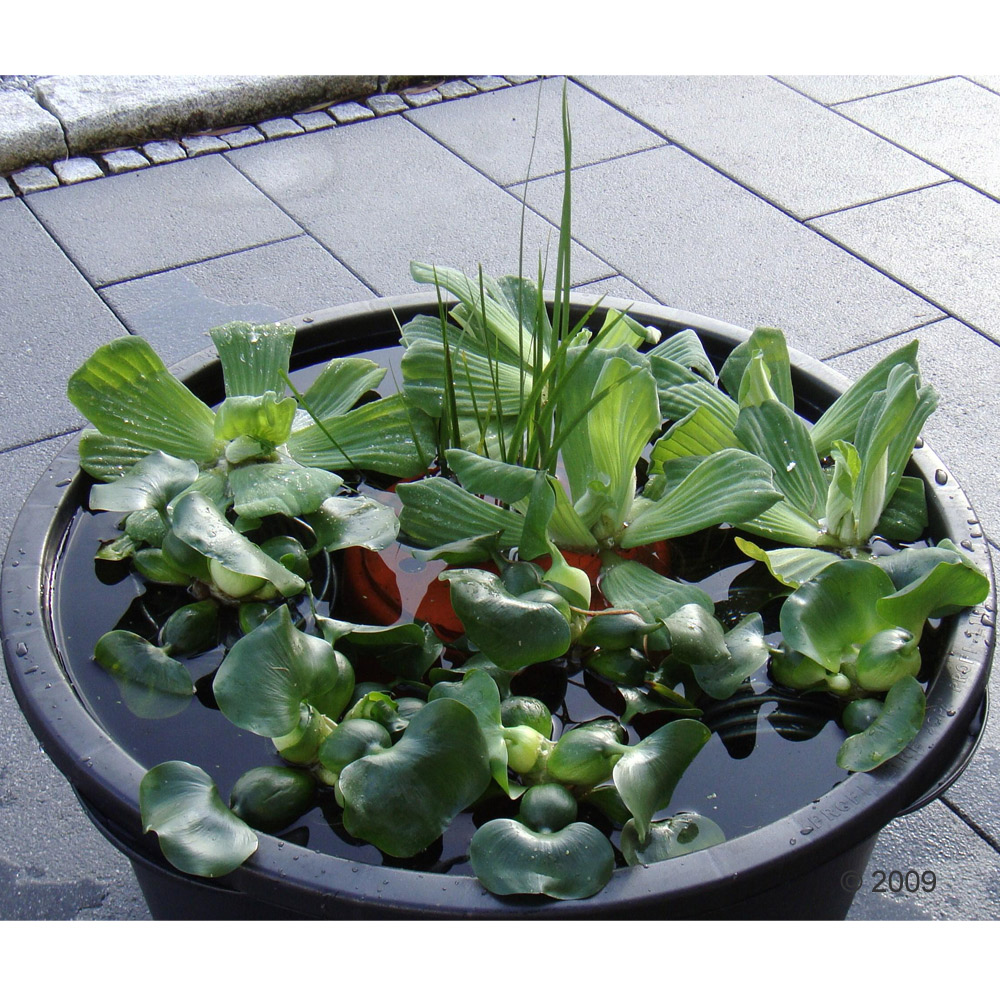 De kleine vijveroase 15 Planten