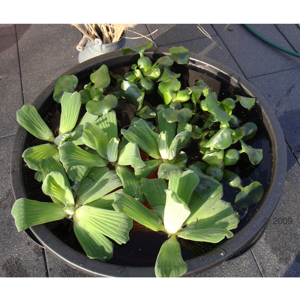 de kleine vijverlibelle     35 planten