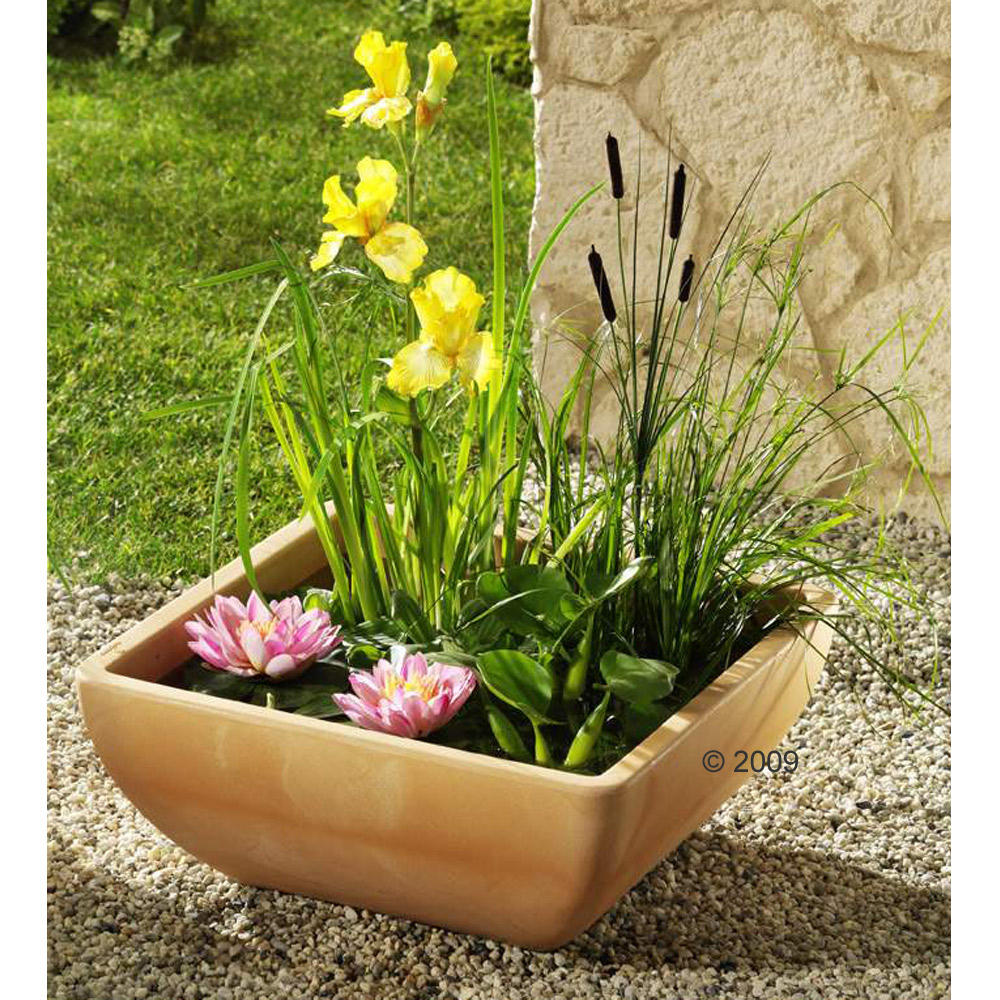 Vijverset voor Balkon, Terras Tuin incl. 7 Planten Maat L 50 x B 50 x H 20 cm
