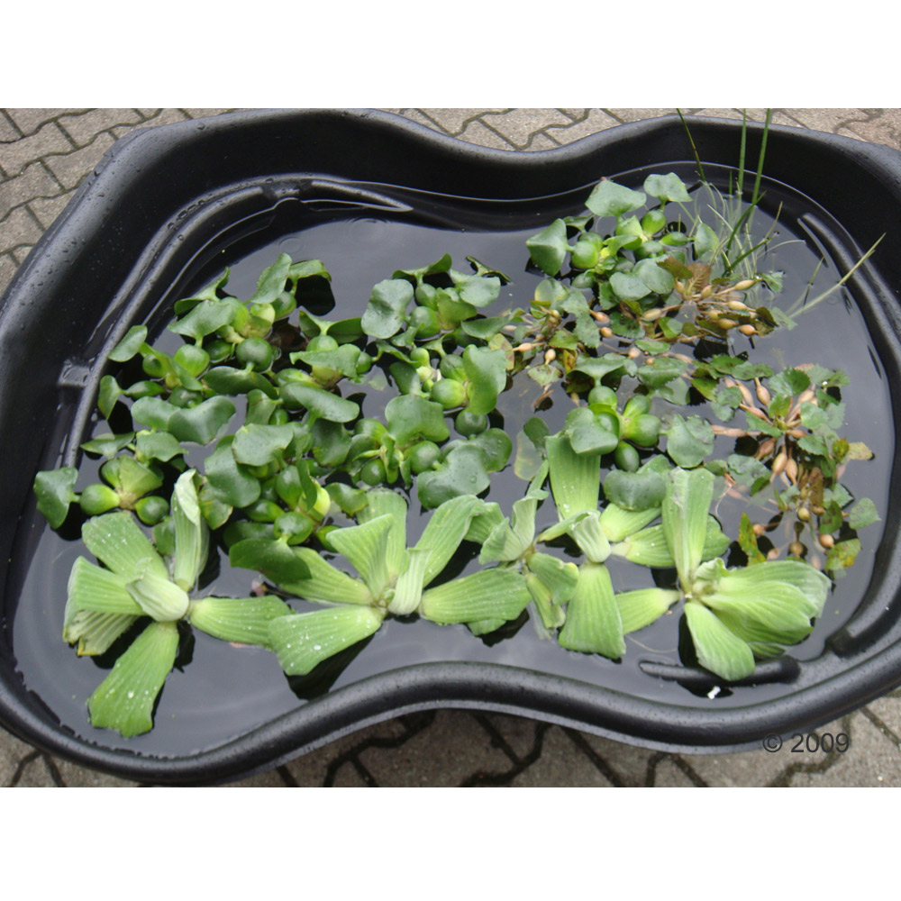 de  grote vijveroase lotus     62 planten