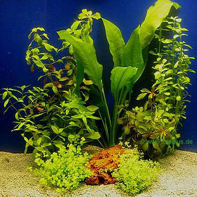 aquariaplanten assortiment voor 60 cm aquaria     7 topplanten