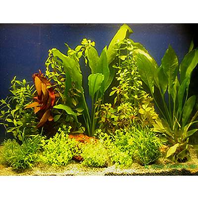 aquariaplanten assortiment voor 100   120 cm aquaria     15 topplanten