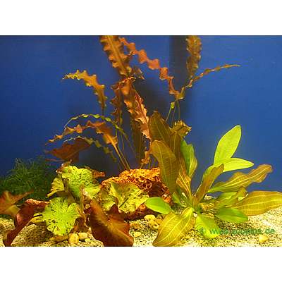 aquariaplanten enkele planten set     3 topplanten