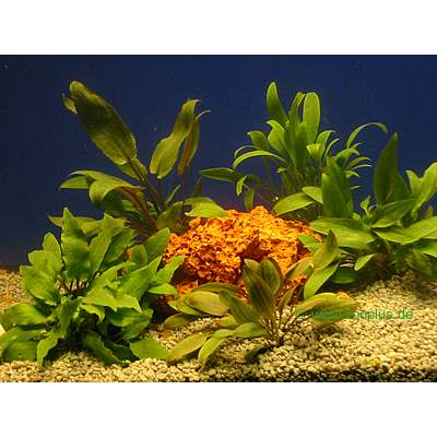 aquariaplanten waterbloemkelk assortiment     5 topplanten