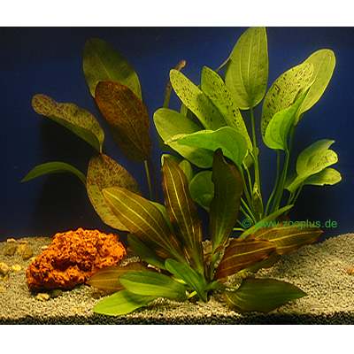 aquariaplanten moerasweegbree gekweekt set     3 topplanten