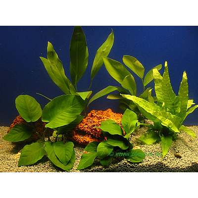 aquariaplanten baars assortiment     5 topplanten