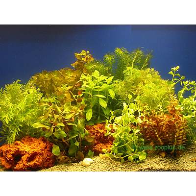 aquariaplanten bundel planten assortiment     10 bundel planten