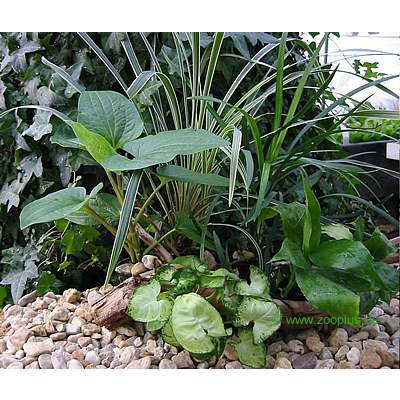 terrariumplanten assortiment     5 planten