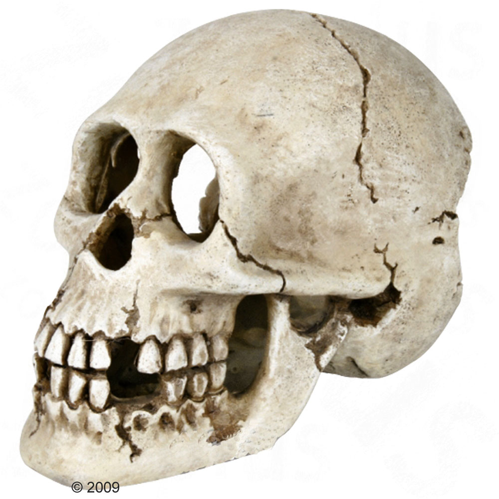 skelet schedel     grootte 15 cm