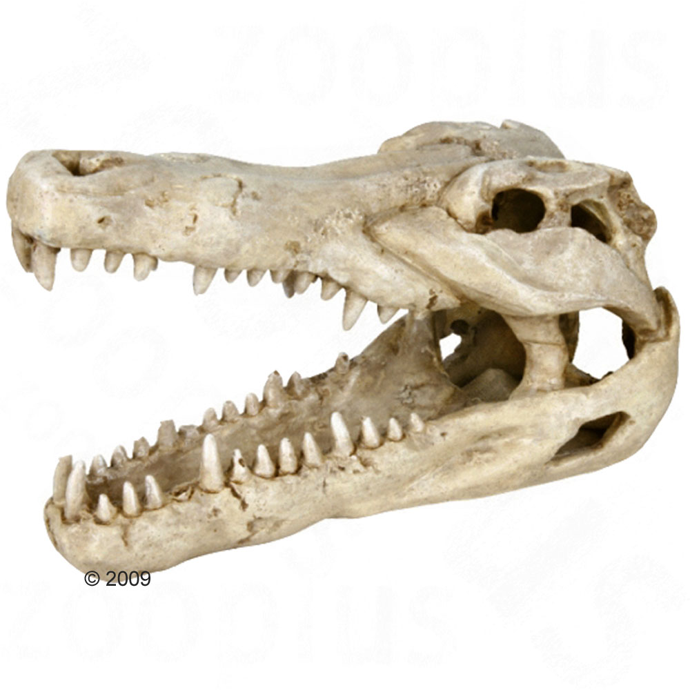 schedel krokodil     grootte 14 cm