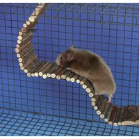  Trixie hangbrug voor hamsters - - 55 cm x 7 cm 