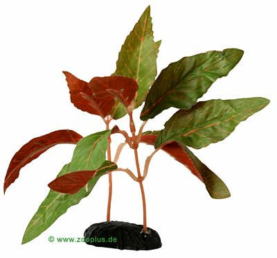 alternanthera      15 cm