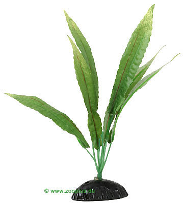 cryptocoryne aquariumplant      1 stuk, ca. 30 cm hoog