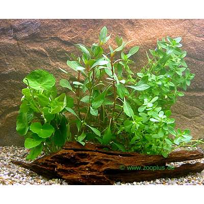 aquariaplanten beginners set     4 plantensoorten
