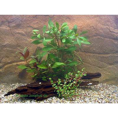 aquariaplanten set met rossige planten     3 plantensoorten