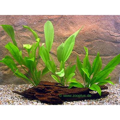 aquariaplanten amazonasplanten set     3 planten