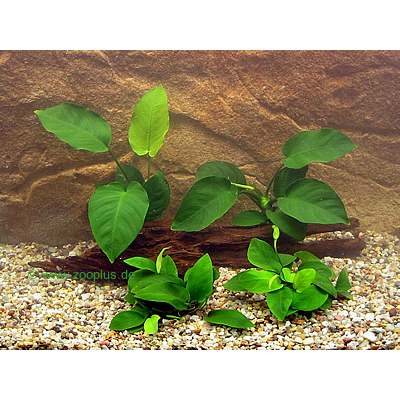 aquariaplanten anubias baarsplanten set     3 planten
