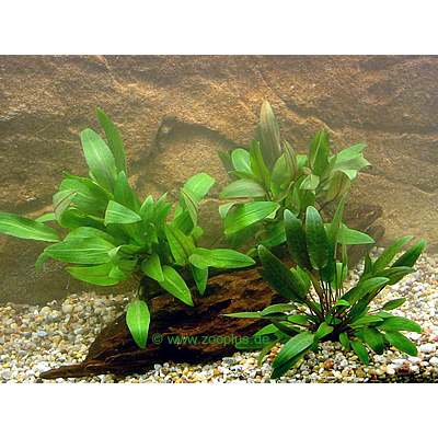 aquariaplanten  cryptocorynen voorgrond set     3 planten