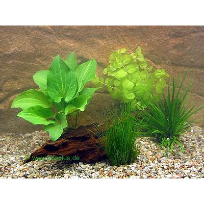 aquariumplanten goudvisbassin potplanten set     4 potplanten