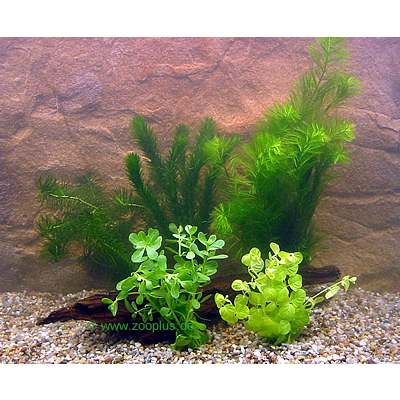 aquariumplanten goudvisbassin bundel planten set     5 verschillende plantensoorten