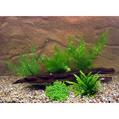 aquariumplanten garnalen en dwergkreeft assortiment     5 plantensoorten