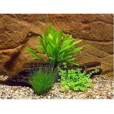 aquariumplanten kleine garnalen set     3 plantensoorten