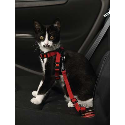 autogordel voor katten     15 mm gordelbreedte