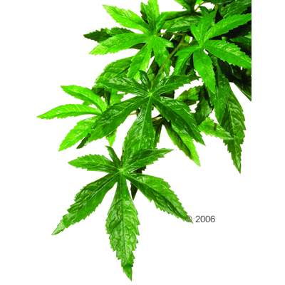 hagen exo terra abutilon afmeting: lengte 55 / doorsnede: 20 cm