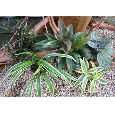 gekleurde set voor vochtterrariums 5 planten