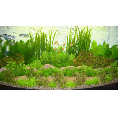 asia onderwaterlandschap type 1     48 planten