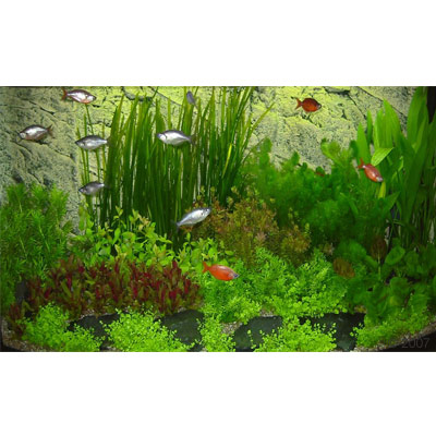 Asia onderwaterlandschap type 2 63 planten