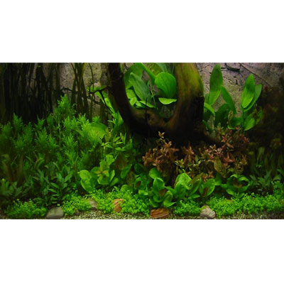 amazone onderwaterlandschap     52 planten