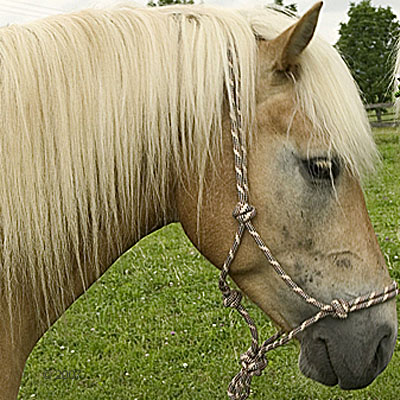 knopenhalster voor paarden     beige/marine/bourgond
