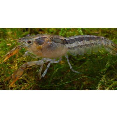 Dwergrivierkreeft Cambarellus Chapalanus Paar 2 Kreeften, 1x Mannetje 1x Vrouwtje