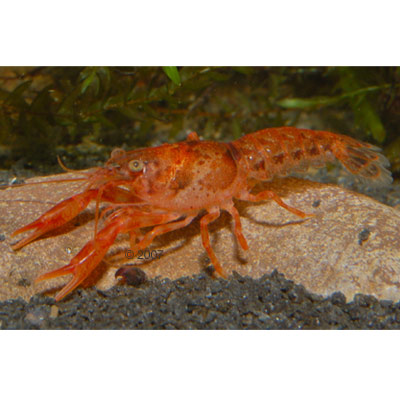 Oranje Dwergrivierkreeft Cambarellus Patzcuarensis Paar 2 Kreeften, 1x Mannetje 1x Vrouwtje