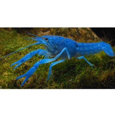 Blauwe Florida Kreeft Procambarus Alleni Paar 2 Kreeften, 1x Mannetje 1x Vrouwtje