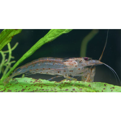 amanogarnaal   mini japonica     10 garnalen