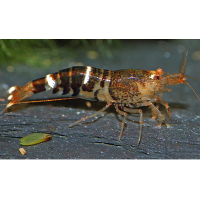 bijengarnaal   caridina cf. cantonensis     10 garnalen