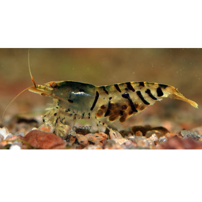Tijgergarnaal Wildzang Caridina Cantonensis Var. Tiger 10 Garnalen