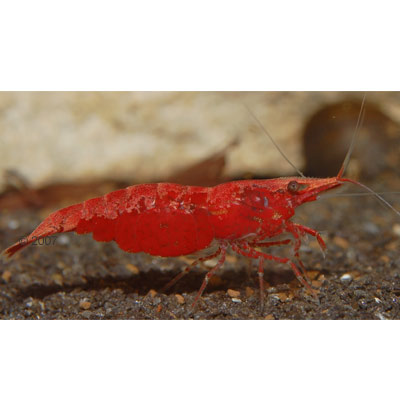 Red Cherry Garnaal Red Fire Garnele 10 Garnalen