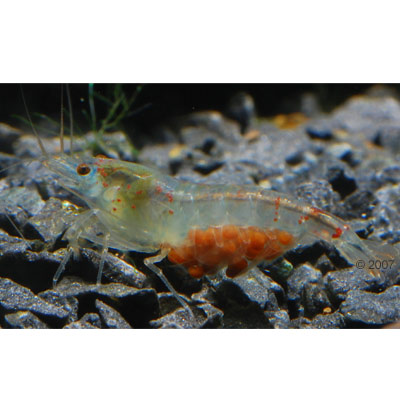 blue pearl garnaal   neocaridina cf. zhangjiajiensis     10 garnalen