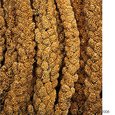 jr farm trosgierst geel     1 kg