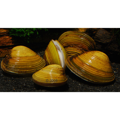 aziatische mandjesmossel   corbicula fluminea     5 mosselen