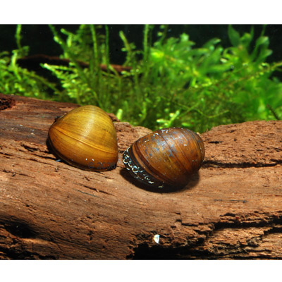 algen renslak   neritina pulligera     5 sakken