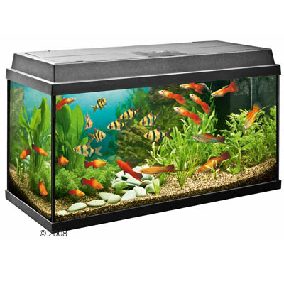 juwel aquarium rekord 800     zwart