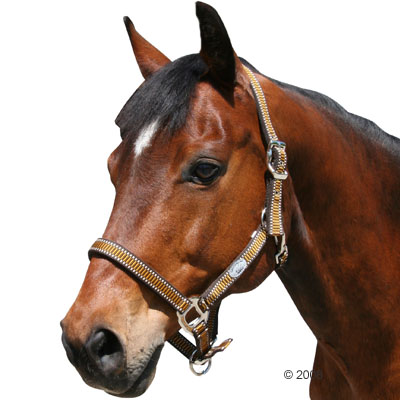 halster supra     pony bruin/goud