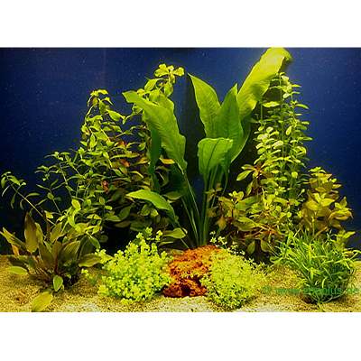 aquariaplanten assortiment voor 80 cm aquaria     10 topplanten