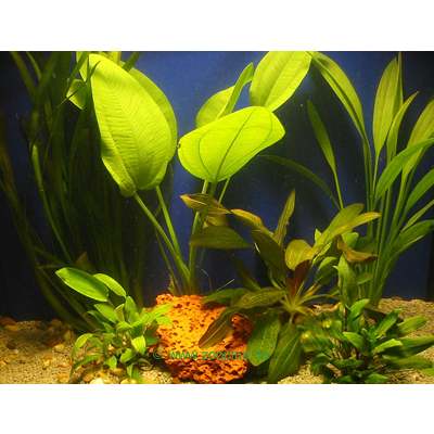 aquariaplanten discus assortiment     6 topplanten