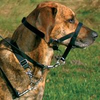  Top Trainer opvoedingshulp - - L: snuitomvang 33 cm 